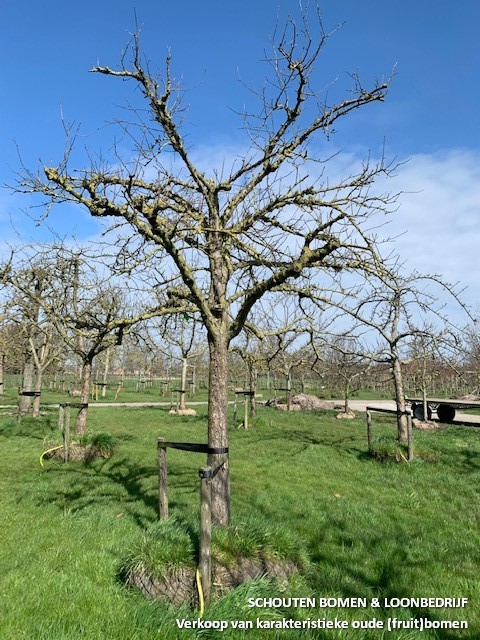 hoogstam appelboom