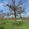 oude fruitboom appelboom