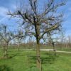 oude fruitboom appelboom