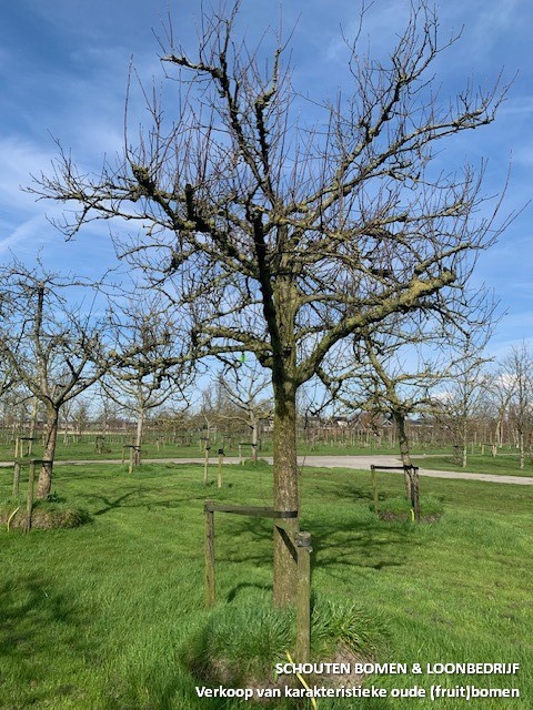 oude fruitboom appelboom