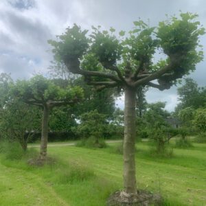 Dakplatanen