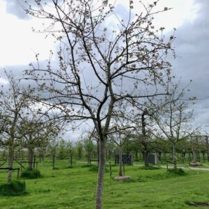 hoogstam appelboom
